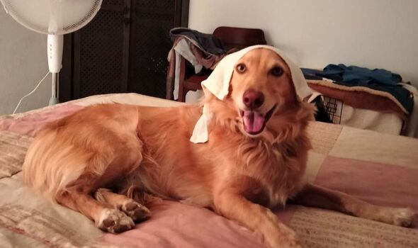 Beat the Heat: Simple Ways to Keep Your Furry Friend Safe in Summer